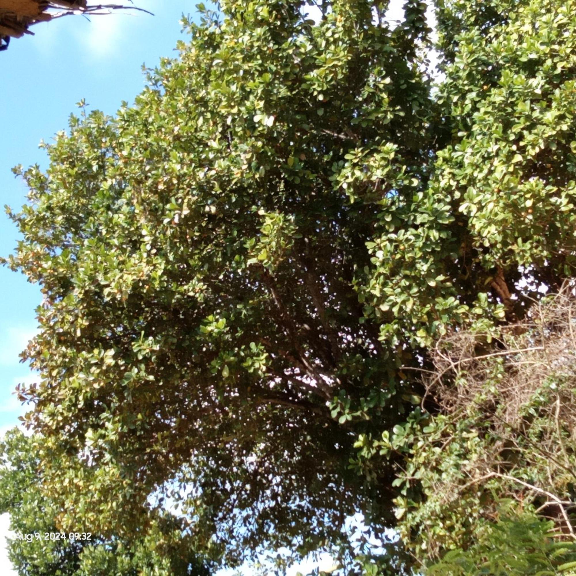 Dillenia Canopy Mirissa Kültér fotó